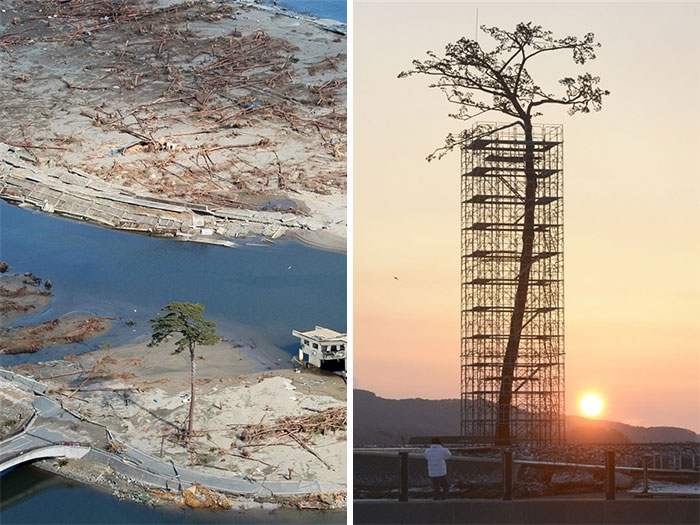 Чудо-сосна – единственное уцелевшее дерево из огромного леса, пережившее цунами в префектуре Иватэ в Японии.