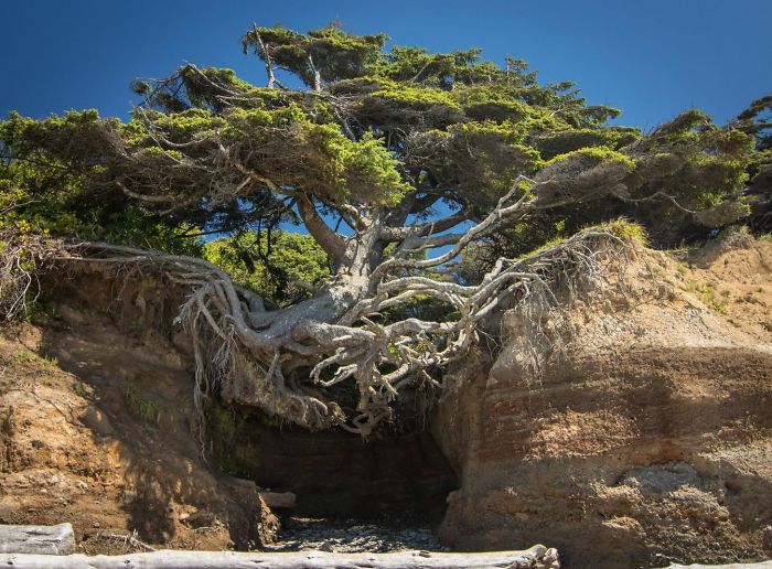 Необыкновенное «Дерево жизни» растет в национальном парке Олимпик в Вашингтоне.