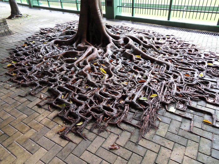 Это дерево в буквальном смысле имеет «квадратные корни», которые проросли наружу не смотря на тротуарную плитку.