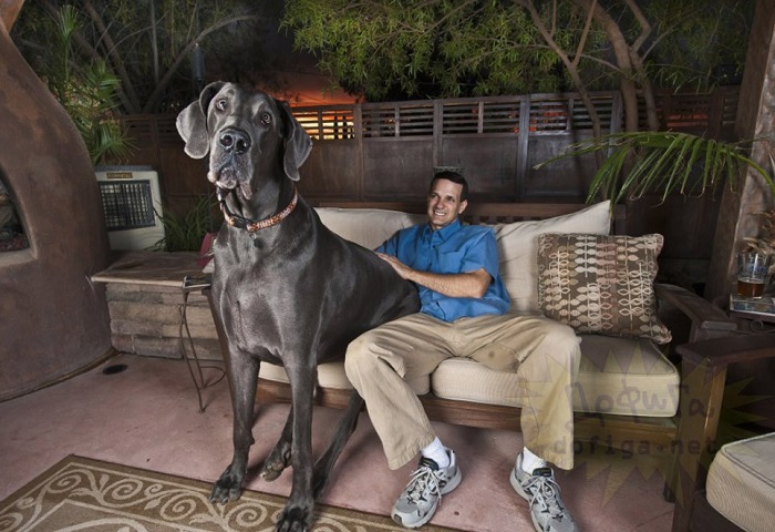 Самая большая собака в мире, занесенная в Кингу рекордов Гинесса.