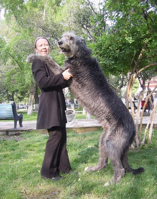 Порода одна из самых больших в мире охотничьих собак.