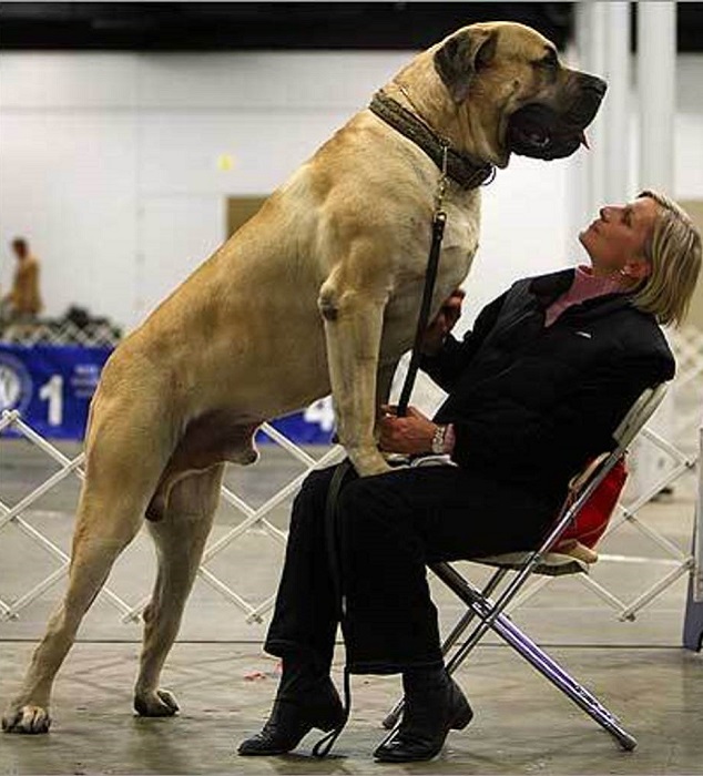 Старинная порода собак, являющаяся самой большой в мире, масса этих псов достигает 113 кг при рост ев 70-91 см.