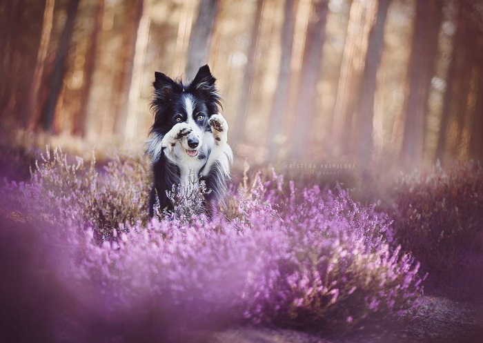 На снимках молодого чешского фотографа собаки выглядят естественными, очаровательными и забавными.