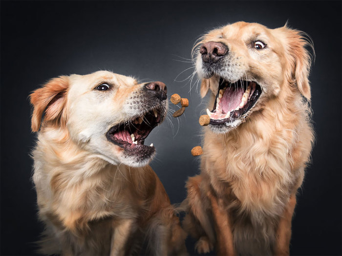 Собаки и вкусняшки на фото Кристиана Вилера.