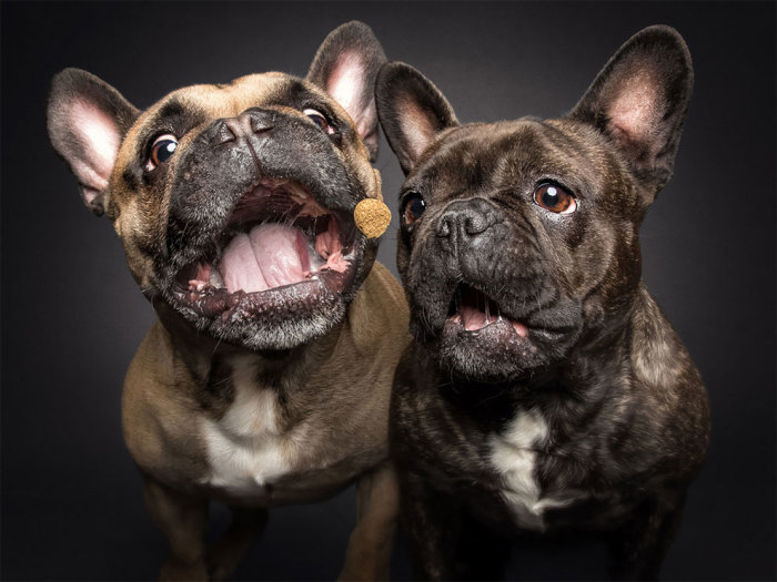 Немецкий фотограф любит работать именно с собаками, считая их лучшими моделями.