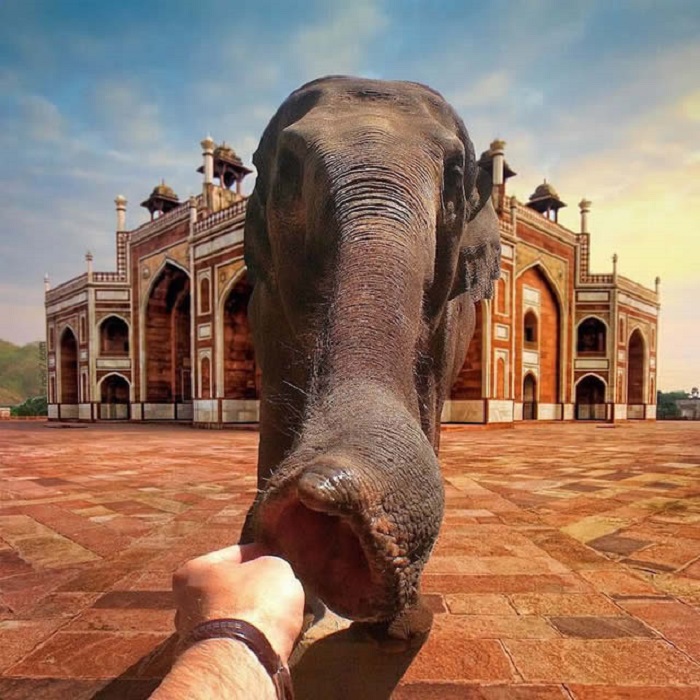 Протянуть руку и дотронуться до слона в Индии - все возможно, когда вы заглядываете в мир Джанса.