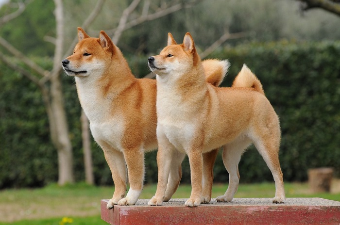 Небольшие рыжие собаки, выведенные в Японии, в древности использовались в качестве охотников. /Фото: pikabu.ru