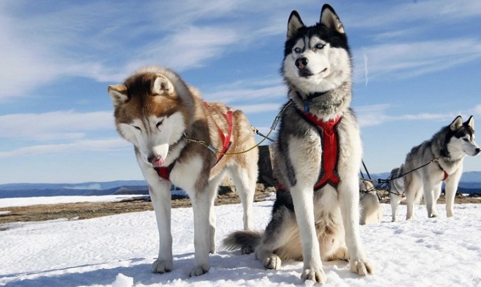 Древняя порода ездовых собак, выведенная коренным сибирским народом, отлично приспособлена к холодному климату. /Фото: egida.by
