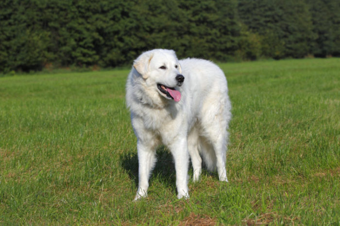 Мощные белые собаки издревле считаются надежными охранниками, поэтому использовались для охраны скота и караванов, реже для охоты. /Фото: best-top10.ru