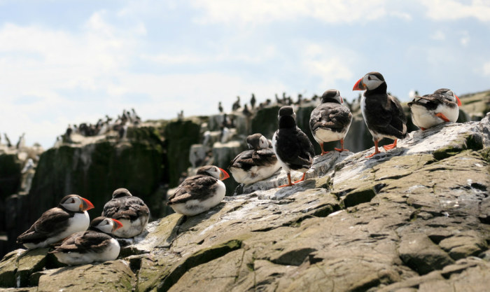 Птицы живущие в графстве Нортумберленд.