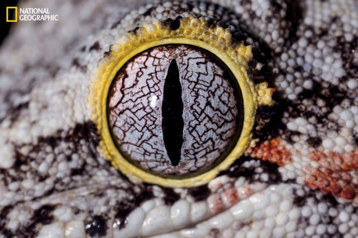 Глаз крупного вида гекконов из рода Rhacodactylus.