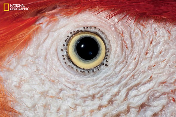 Глаз птицы семейства попугаевых.