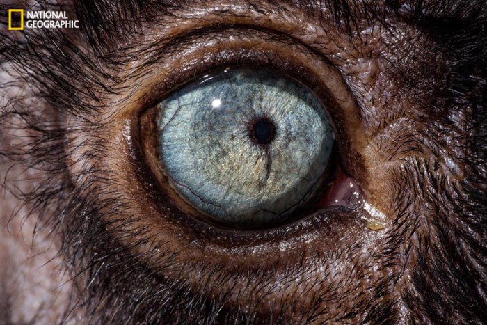 Чёрные лемуры имеют вперед направленные глаза, поэтому они являются обладателями стереоскопического зрения.