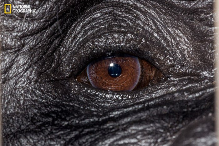 Глаз примата из рода гориллы.