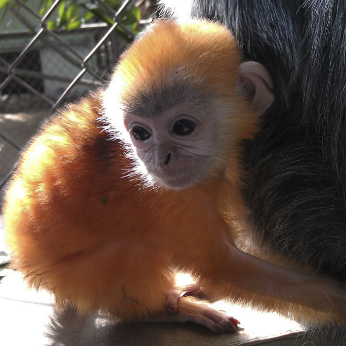 Детеныши лангурских обезьян рождаются с ярко-рыжим цветом, а вот у родителей цвет меха серебристо-серый.