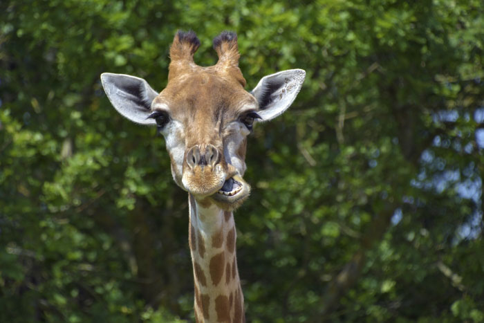 Жираф спит от 10 минут до 2 часов сна в сутки, потому что в течение ночи ему необходимо подниматься на ноги, чтобы попить или поесть.