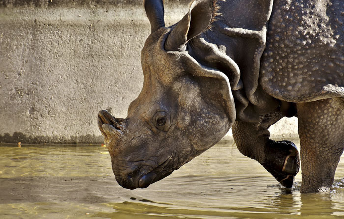 У носорогов рог отрастает быстрее, чем нам кажется, каждый год на восемь сантиметров.
