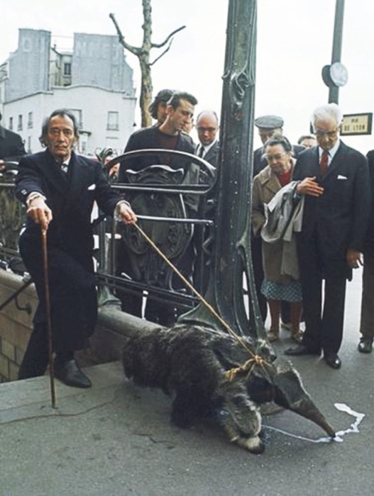 Мало кто знает, но питомцем эксцентричного художника был гигантский муравьед. Дали часто выгуливал своего экзотического друга на золотом поводке по улицам Парижа и являлся на светские приемы, держа его на плече, 1969 год.