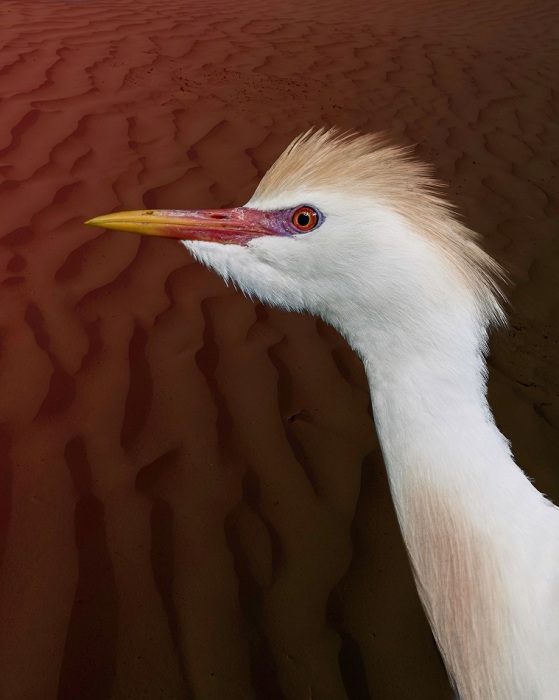 Птица средних размеров, имеющая в общем белую окраску, но верхние части головы, спины и зоба у нее винно-охристые.