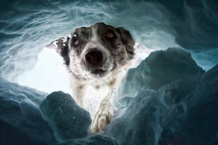 Под снежными лавинами в Швейцарии гибнет много людей. Собаки-спасатели — это ваш шанс. Фотографу, сделавшему этот снимок повезло, и его спас пёс. Фотограф Dalia Fichmann.