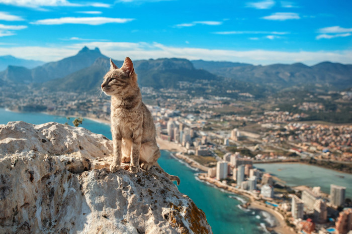 Кот в испанском городе Кальпе. Фотограф Aleksandr Osipov.