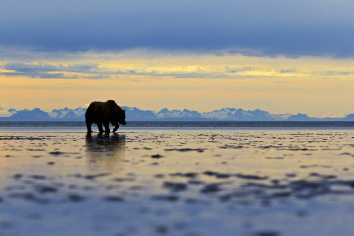 Национальный парк и заповедник Озеро Кларк, Аляска. Фотограф Andy Skillen.