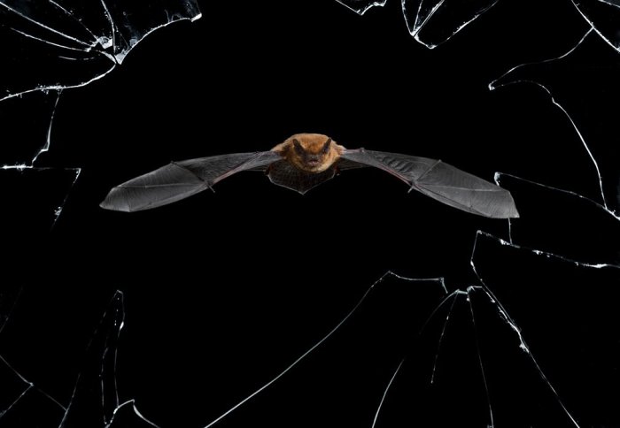Летучая мышь во время ночной охоты. Автор фотографии: Марио Сеа Санчес (Mario Cea Sanchez), Испания.