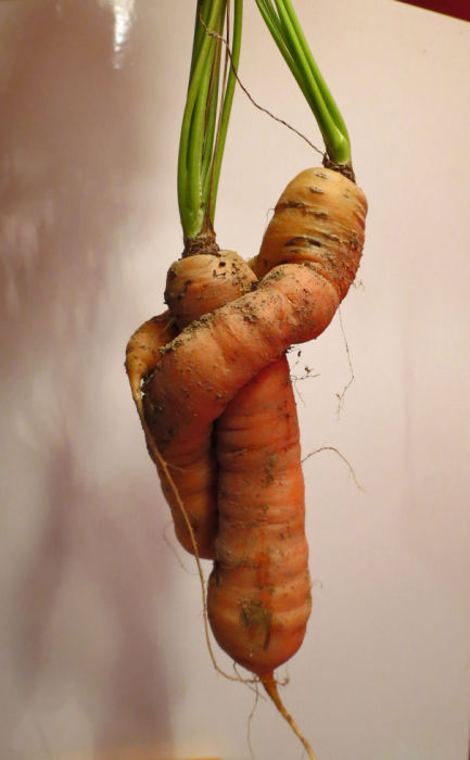 Даже морковь нуждается в любви.