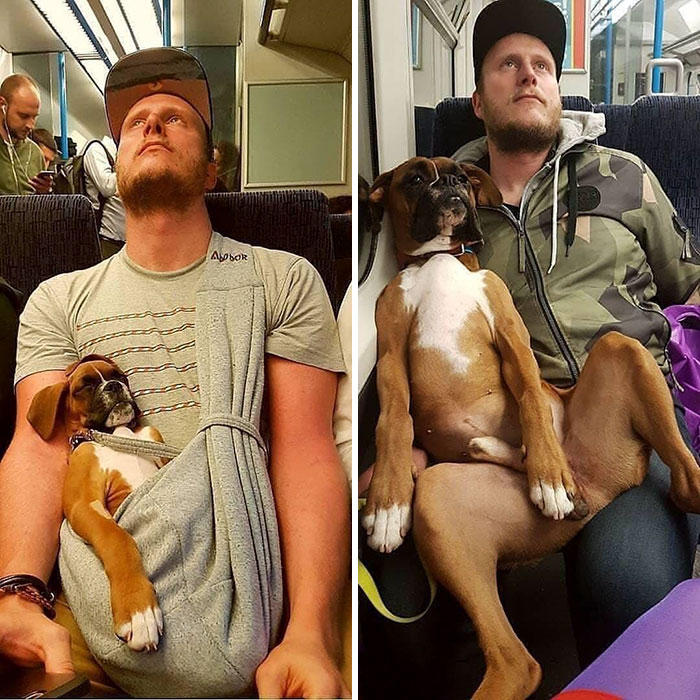 «Мне часто приходится ездить с собакой в метро, но теперь боксеру требуется гораздо больше места».