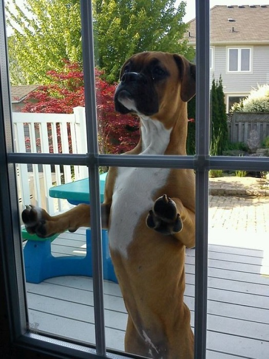«Соседский боксер часто заглядывает в нашу заднюю дверь, приглашая мою собаку поиграть на улице».