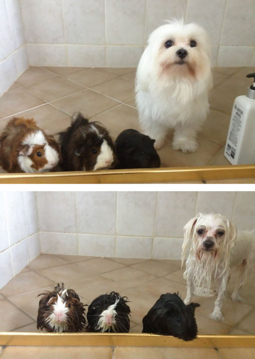 Почему мы в ванной и зачем тебе шампунь для животных?