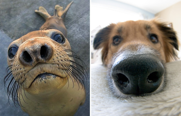 Собаки имеют много сходных характеристик с тюленями потому, что эти два вида животных относятся к подотряду псообразных.