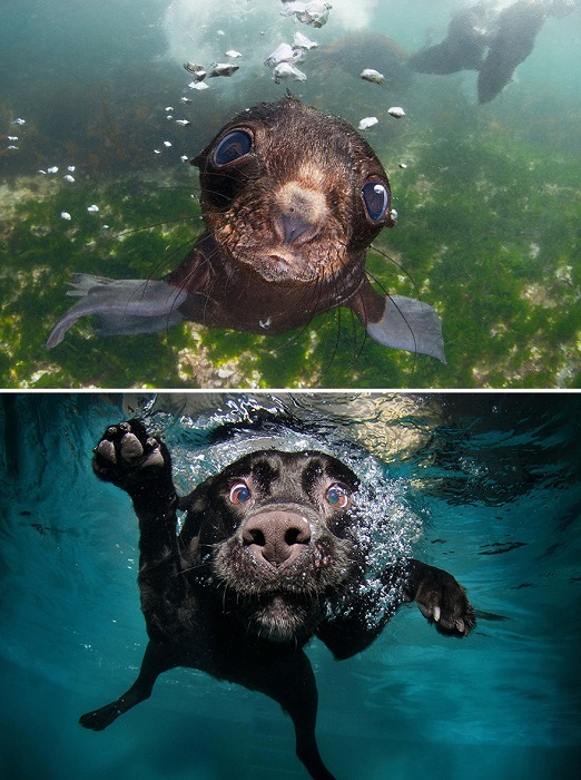 У каждого животного своё чувство под водой.