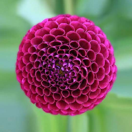 Симметрия форм создаёт 3-д эффект этого романтического растения.