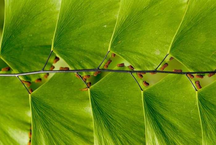 Необычная геометрически выдержанная последовательность листьев, напоминающая лестницу.