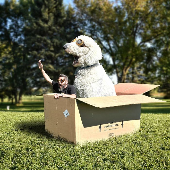 С помощью графического редактора Кристофер Клайн превратил свою собаку породы голдендудль в настоящего гиганта!