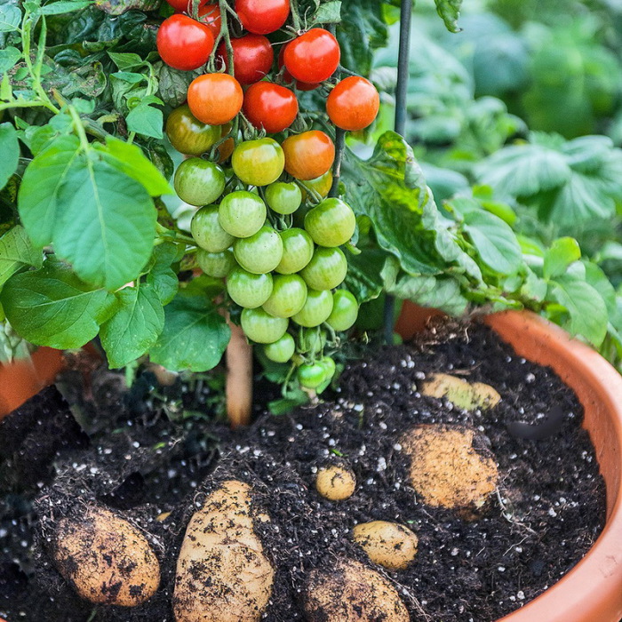 В верхней части растения зреют помидоры черри, а в нижней - белый картофель, соединенные одним стеблем.