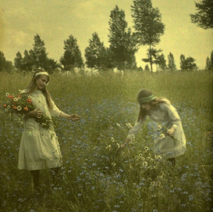 Девочки, собирающие цветы на васильковом поле в национальных платьях.