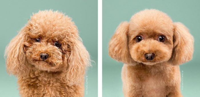 Акцент парикмахера скорее стоит на том, чтобы подчеркнуть уникальные особенности собаки и сделать так, чтобы она радовала своим видом окружающих.