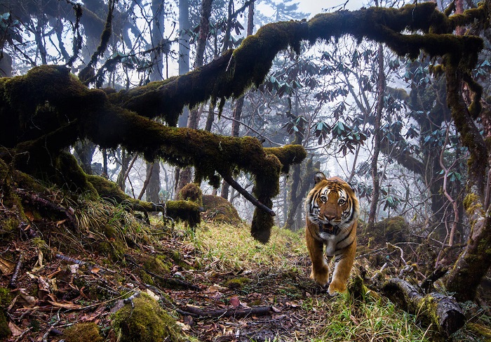 Бенгальский тигр в гималайском лесу в Бутане. Автор фотографии: (Emmanuel Rondeau), Эммануэль Рондо, Франция.