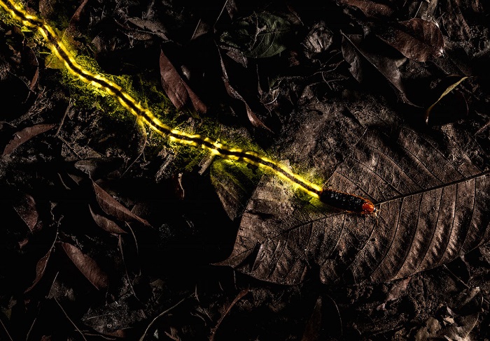 Крупная личинка светлячка, оставляющая за собой  светящийся след, служащий предупреждением хищникам о том, что она несъедобна. Автор фотографии: (Christian Wappl), Кристиан Ваппл, Австрия.