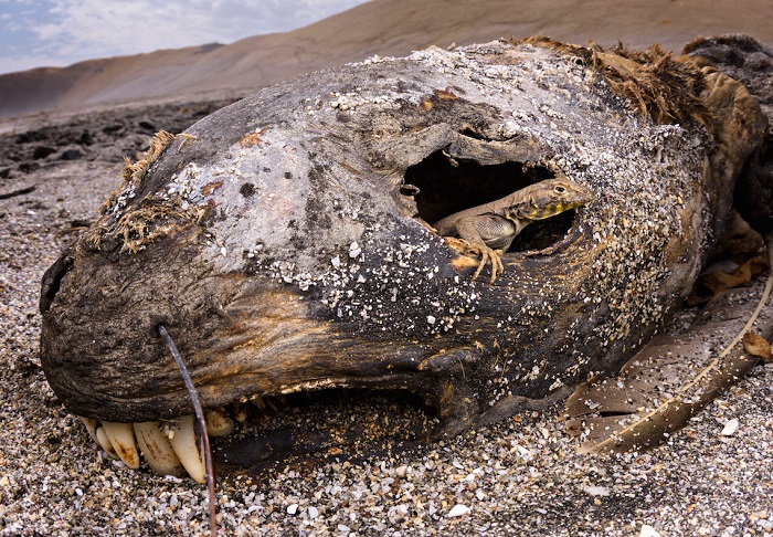 Тихоокеанская игуана на останках погибшего морского льва. Автор фотографии: (Emanuele Biggi), Эмануэле Бигги, Италия.