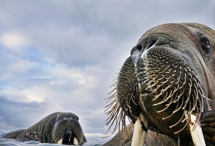 Осторожная моржиха с детенышем неподалеку от норвежского архипелага Свальбард. Автор фотографии: (Valter Bernardeschi), Вальтер Бернардеши, Россия.