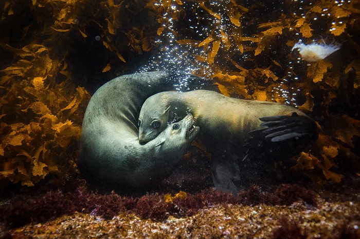Победителем в категории «Природа» среди профессионалов стал австралийский фотограф Филип Терстон (Philip Thurston).