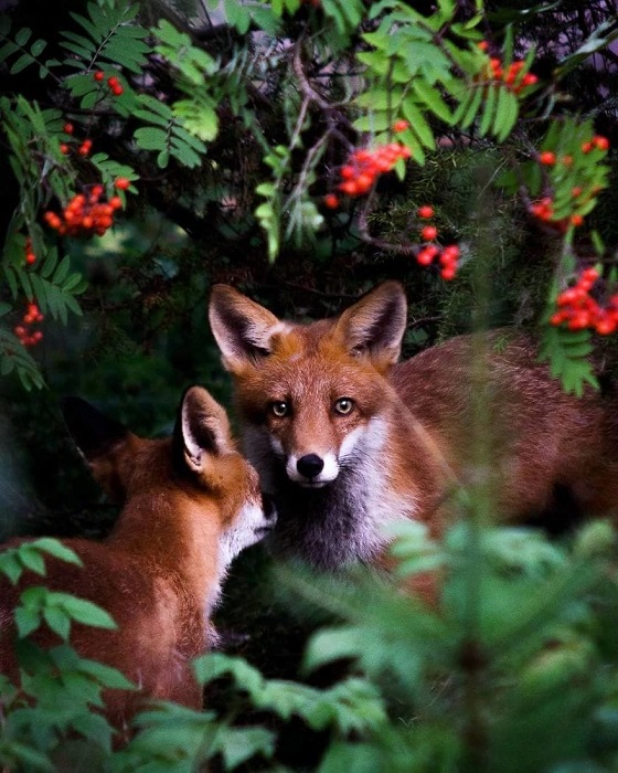 Финский фотограф создает захватывающие снимки животных в естественной среде обитания.