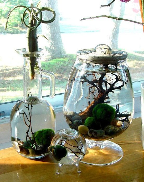 Зеленый шарик водоросли в японских семьях принято передавать по наследству, потому что приносит благополучие и удачу в дом.
