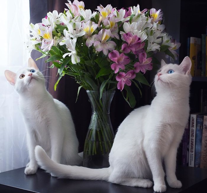 Красивые кошки-близнецы.