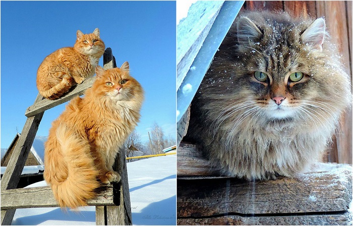 Шикарные сибирские кошки.