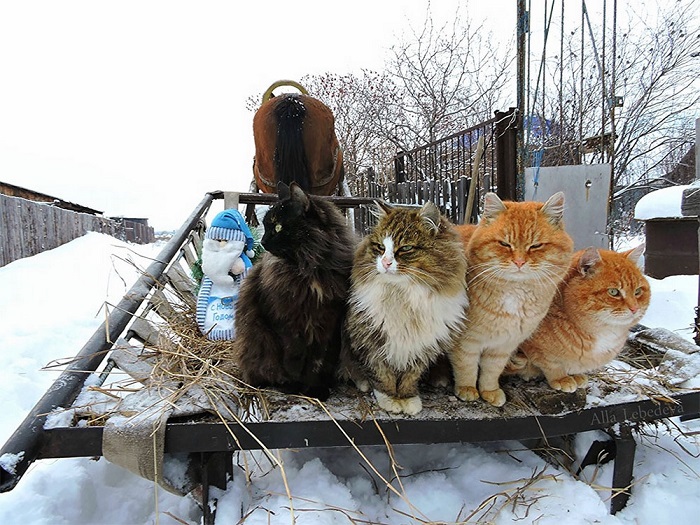 сибирская кошка барнаул