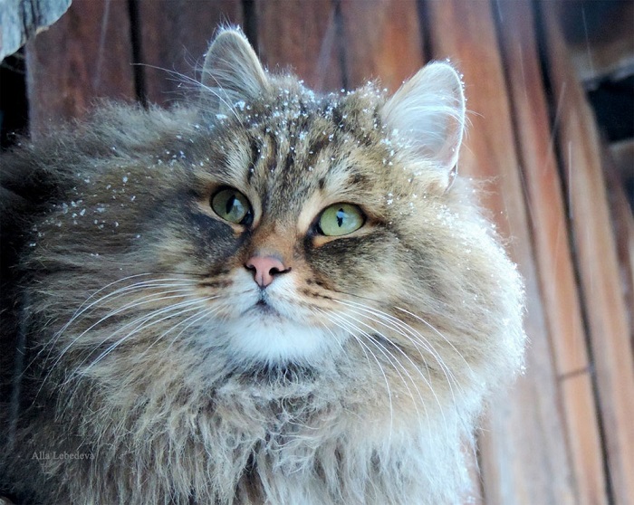 Элегантный кошачий портрет.